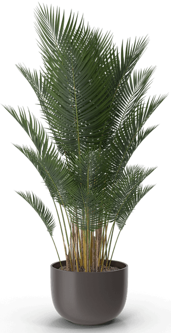 Potted-Plant