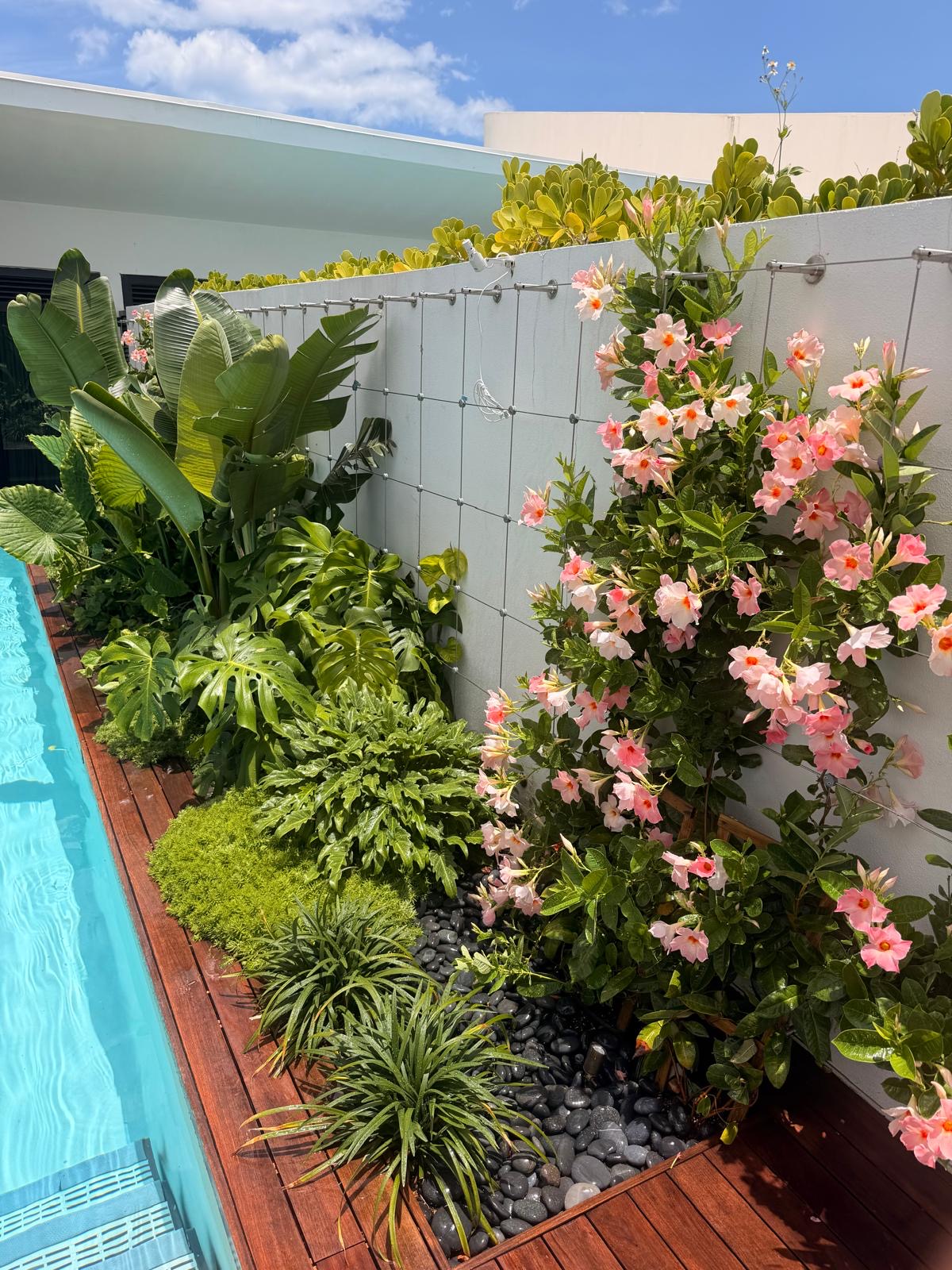 Who Love Solaris Garden
