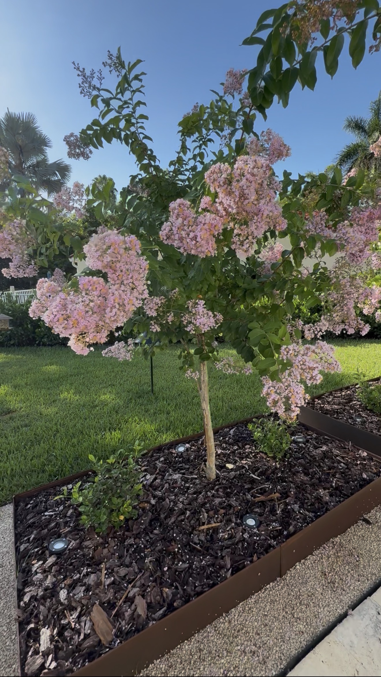 Solaris-garden-landscaping-tree-planting